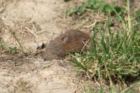 Sommerfest Baumberge 2010 281